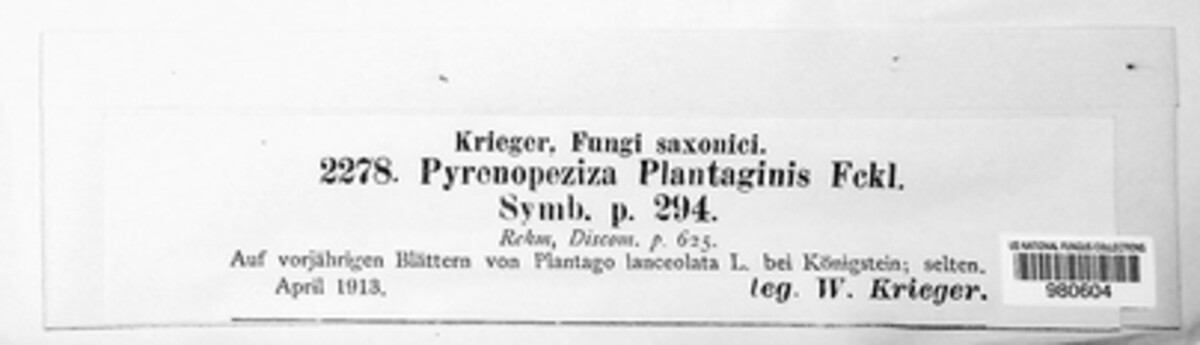Mollisia plantaginis image